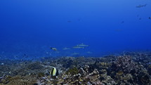 Shoal Of Grey Sharks - Fakarava South Pass