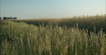 Green grass field blowing in slow motion in summer sunset.