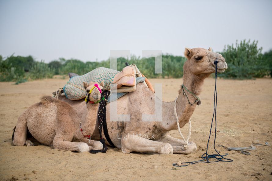 camel in India 