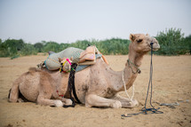 camel in India 