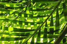sunlight shining through palm leaves 