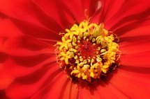 red zinnia yellow center closeup with soft blur