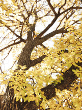 tree trunk, branches and yellow leaves with vintage effect