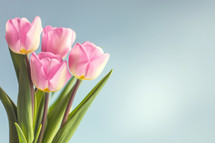 AI Generated Image. Bouquet pink tulip flowers on smooth background