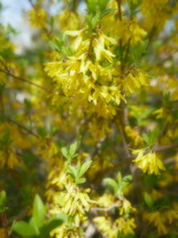 soft glow blur effect on spring forsythia shrub