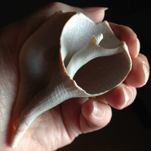 Woman's hand holding old sea shell