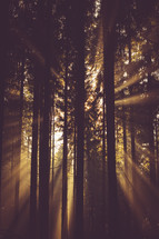 rays of sunlight shining through trees in a forest 