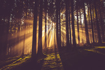 sunlight shining through trees in a forest 