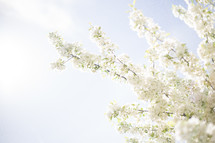 White Spring Tree Blossoms on light sky background. 