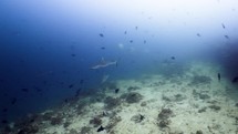 This black tip shark was filmed underwater in the North of the Maldivian Archipelago, in November 2022.