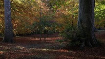 Moving Through an Autumn Woodland with Dappled Light, Ireland