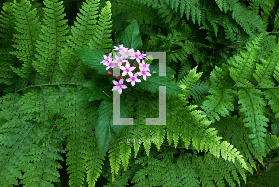 ferns and flowers in soft, natural lighting