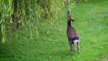 Sika Deer Standing on Hind Legs to Eat Weeping Willow Tree, Enniskerry, Ireland
