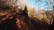 Autumn deciduous mixed forest