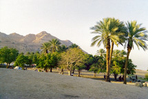 Palm trees and plants near The Dead Sea