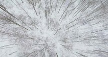 Aerial view of barren trees and snow covered land.