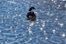a goose on a sparkling lake 