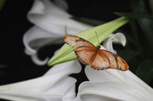 butterfly on Easter lilies 