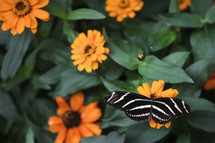 butterfly on orange flowers 