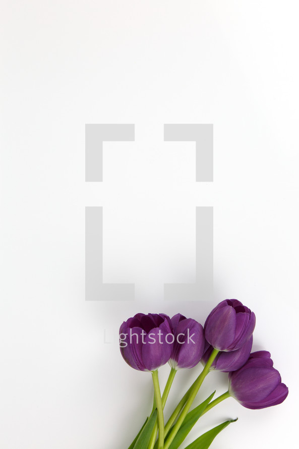 purple tulips on a white background 