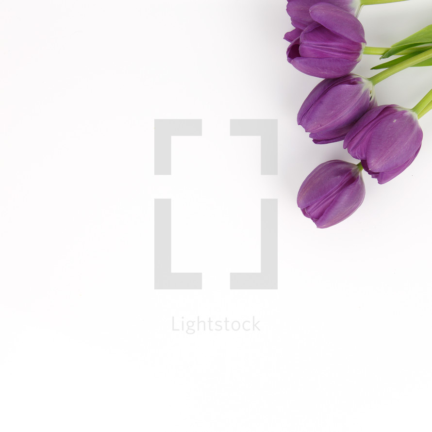 purple tulips on white background 