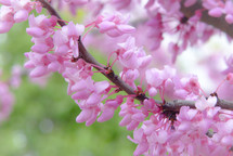 pink spring flowers on tree branch with blurred green background