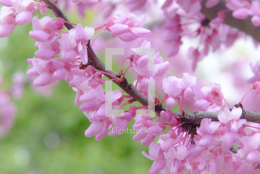 pink spring flowers on tree branch with blurred green background