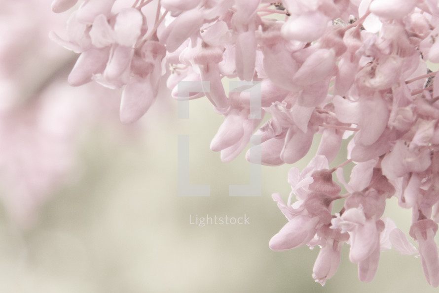 spring flowers on a tree branch with background blur and muted color