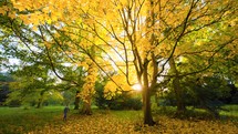 A girl walks through an autumn park, surrounded by fall foliage, basking in the warm golden sunlight of a tranquil afternoon.