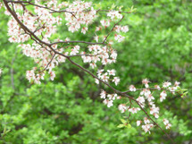 Soft blur effect - flowering tree branch in front of green leafy background