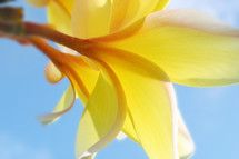  underside of frangipani plumeria with softness, tropical flower