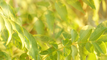 green leaves and golden sunlight, soft background