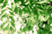 blurred green tree leaves background 