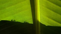 Leaf Cutter Ants Silhouette Crawling On A Leaf 4K Jungle tropics animals nature