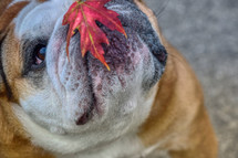 red fall leaf on a bulldogs nose 