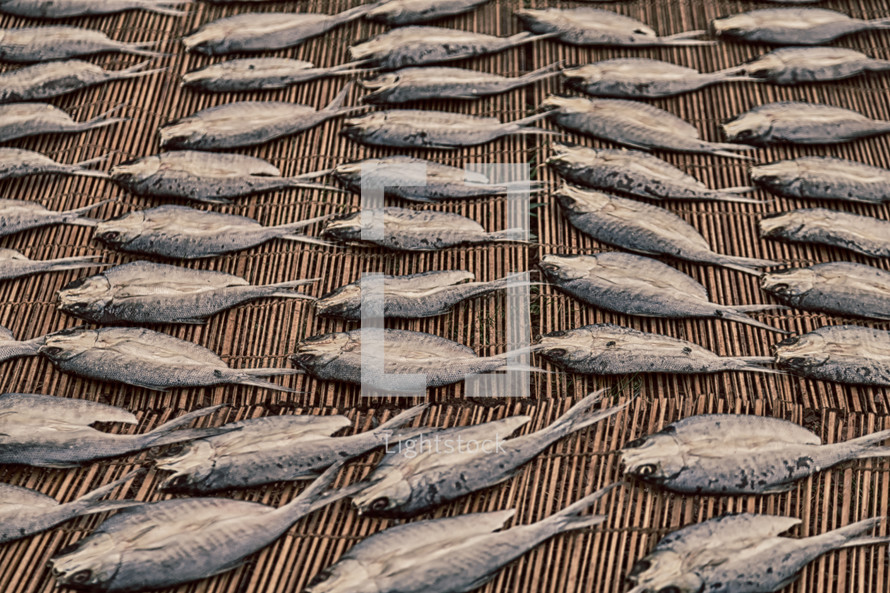 Fish lined up and drying on a grass mat.