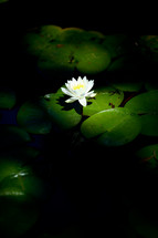 Lilly pad and water lilly flower