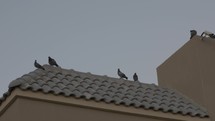 Birds on rooftop of middle eastern building in Dubai.