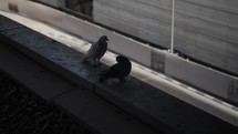 Dark colored birds, pigeons in middle eastern city of Dubai at the metro station.