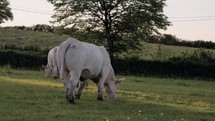 Large white cows grazing in a field, cattle farm pasture, eating grass	