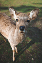 curious deer