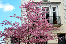 pink blossoms on a tree in front of a building in London