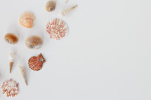 seashells on a white background 