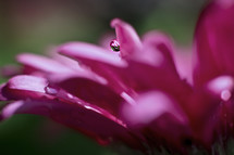 water droplet on a pink flower