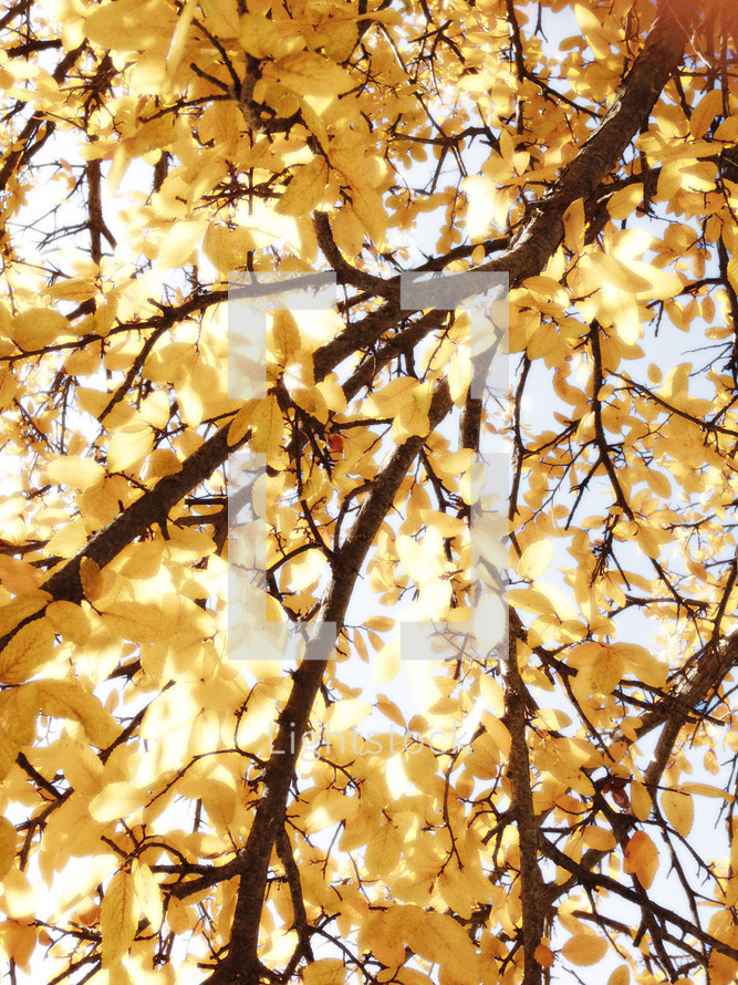 fall branches overhead with sunny glow and vintage effect