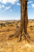 dead tree in a valley in Africa 