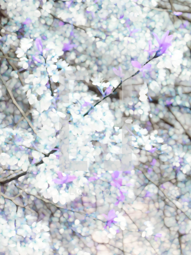 tree blossoms with abstract paint effect, in white, blue, pinkish purple