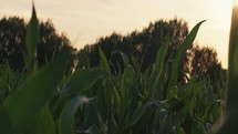 Corn field at sunset, harvest landscape farm video