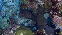 Two Moray in a hole were filmed underwater in the North of the Maldivian Archipelago.