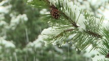 falling snow on a pine tree 